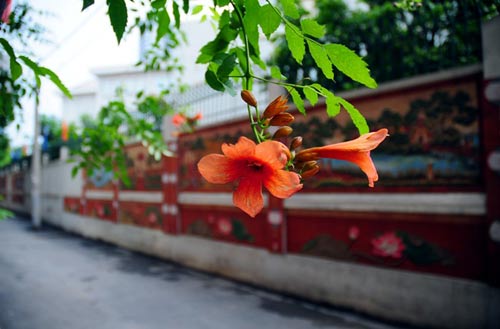 HN: Sợ quảng cáo rao vặt, cả ngõ góp tiền làm tường gốm - 5