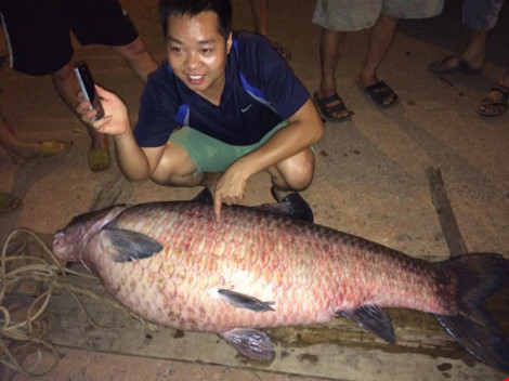 Bắt được cá trắm "khủng" 61kg ở hồ Núi Cốc - 1