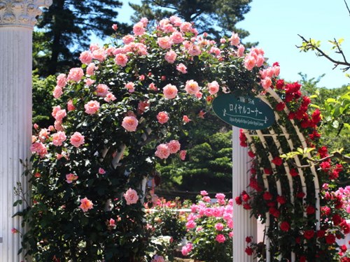 Lạc lối giữa vườn hồng cổ tích ở Nhật - 1