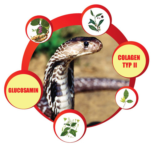 Ưu việt của Rắn Hổ Mang trong điều trị bệnh khớp - 1