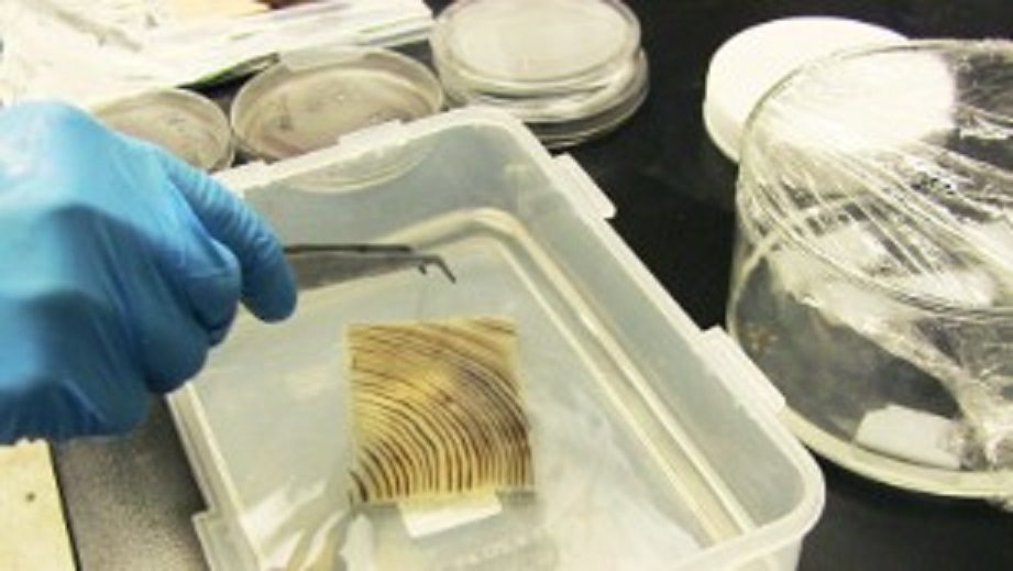 Mỹ: Sáng chế gỗ trong suốt cứng hơn thép - 3