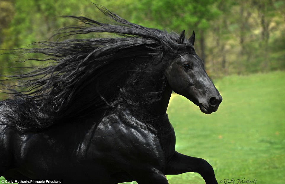 Chú ngựa đẹp trai nhất thế giới khiến dân mạng phát sốt - 1