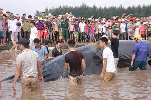 Lý giải nguyên nhân cá voi hơn 10 tấn mắc cạn ở Nghệ An - 1