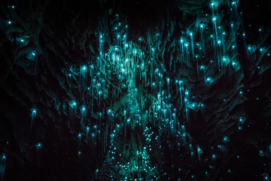 Lạc giữa hang động đom đóm kỳ ảo ở New Zealand - 1