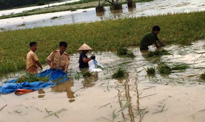 CSGT lội ruộng, ngâm mình cứu lúa trong nước lũ - 2
