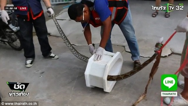 Thái Lan: Đang ngồi bồn cầu bị rắn dài 3m ngoạm “của quý” - 1