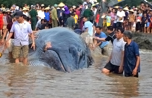 Cá voi 13 tấn được hàng nghìn người giải cứu đã chết - 1