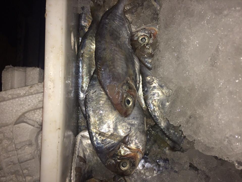 4 tấn cá bốc mùi suýt tràn vào Hà Nội trong đêm - 2