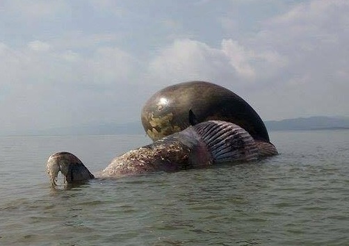Cận cảnh cá voi khủng chết trôi dạt trên biển Nghệ An - 1