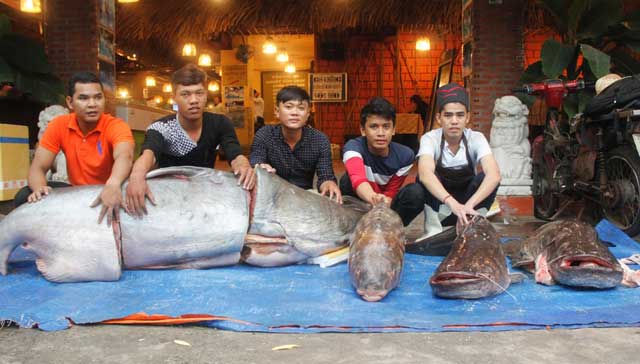 “Tứ quý” cá khủng đồng loạt &#34;bơi&#34; về Sài Gòn - 1