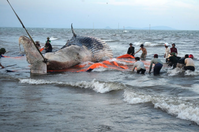 Toàn cảnh trục vớt cá voi “khủng” tại Nghệ An - 1