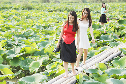 Thiếu nữ Hà Nội khoe nét gợi cảm bên sen đầu hạ - 15