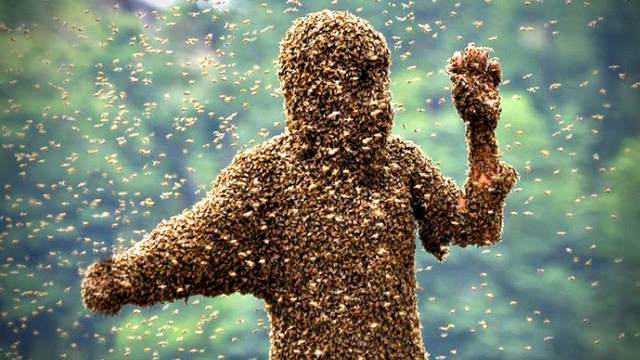 Thanh niên Mỹ bị nghìn con ong rừng đốt chết - 1
