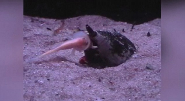 Video: Sên biển nuốt trọn cá trong “một nốt nhạc” - 1