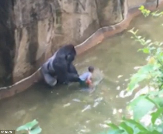 Mỹ: Khỉ đột 2 tạ kéo tuột bé 3 tuổi vào chuồng - 1