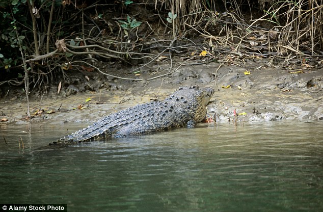 Tắm biển ở Australia, nữ du khách bị cá sấu ăn thịt - 1