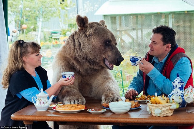 Gia đình Nga sống cùng chú gấu &#34;đô vật&#34; 140kg, cao 2,1m - 1