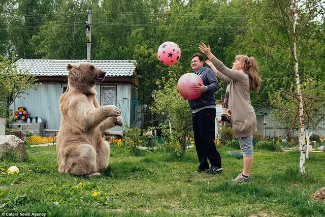 Gia đình Nga sống cùng chú gấu &#34;đô vật&#34; 140kg, cao 2,1m - 7