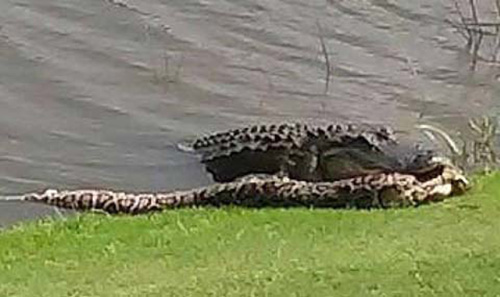 Kinh hãi với cá sấu khổng lồ trên sân golf - 1