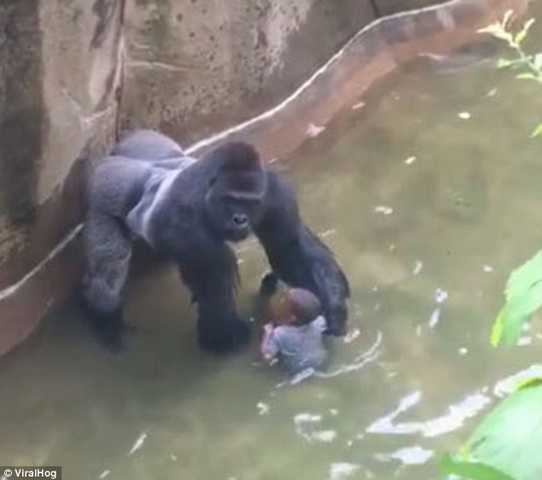 Khỉ đột 2 tạ bắt bé 3 tuổi: Vì sao không bắn thuốc mê? - 1