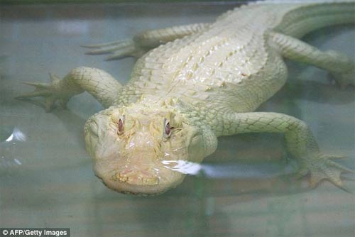 Túi Hermes lập mức giá kỷ lục 6,6 tỷ đồng - 5