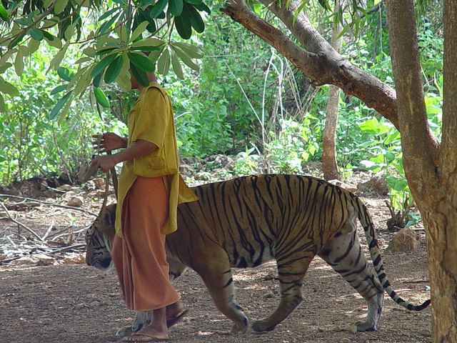 Ảnh: Sư Thái Lan ăn ngủ cùng 137 con hổ dữ - 1
