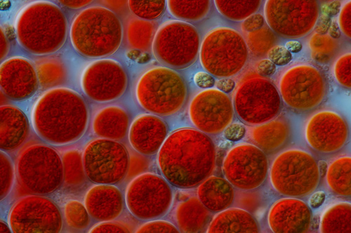 Phát hiện mới về Astaxanthin - Dưỡng chất vàng giúp đôi mắt sáng khỏe - 2