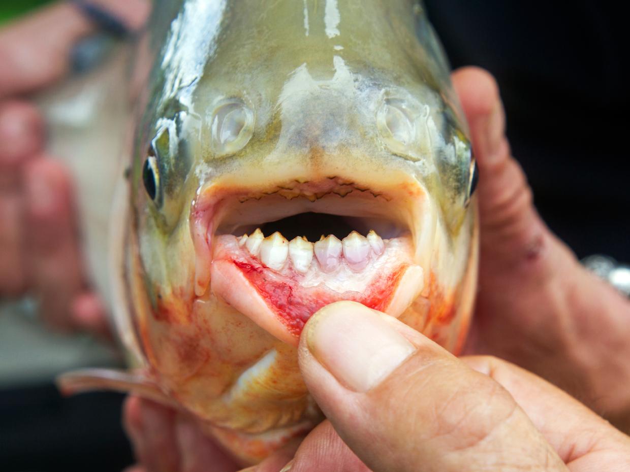 Bắt được cá có hàm &#34;răng người&#34; ở Mỹ - 1