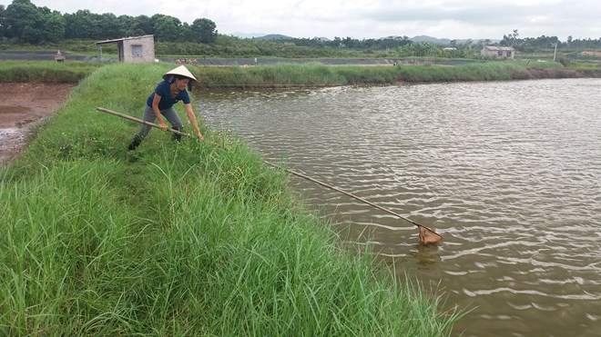 Quảng Ninh: Tôm chết hàng loạt, người nuôi bán vội tôm non - 2