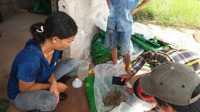 Quảng Ninh: Tôm chết hàng loạt, người nuôi bán vội tôm non - 3