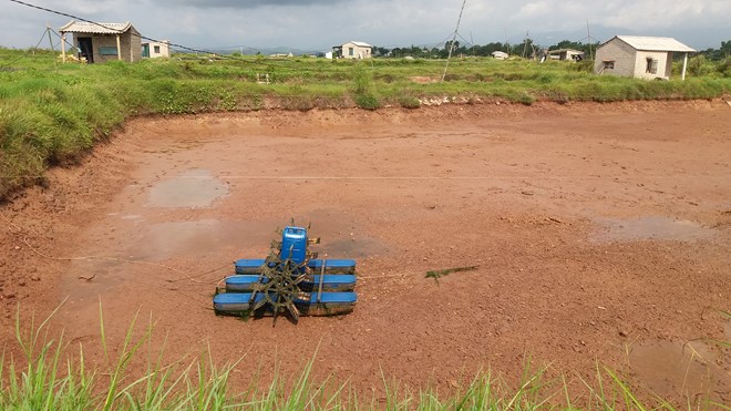 Quảng Ninh: Tôm chết hàng loạt, người nuôi bán vội tôm non - 5