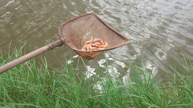 Quảng Ninh: Tôm chết hàng loạt, người nuôi bán vội tôm non - 6