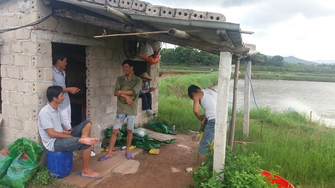 Quảng Ninh: Tôm chết hàng loạt, người nuôi bán vội tôm non - 1