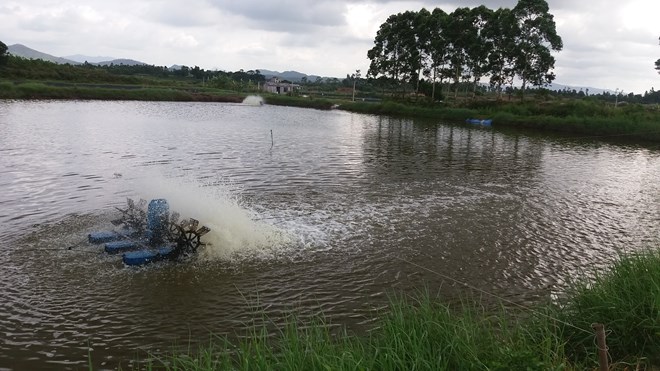 Quảng Ninh: Tôm chết hàng loạt, người nuôi bán vội tôm non - 4