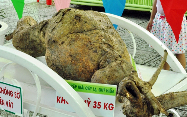 Trái cây khổng lồ hội tụ ở Sài Gòn - 11