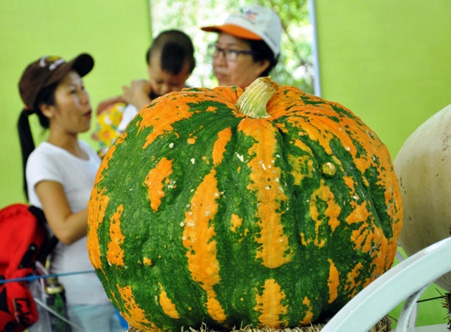 Trái cây khổng lồ hội tụ ở Sài Gòn - 15