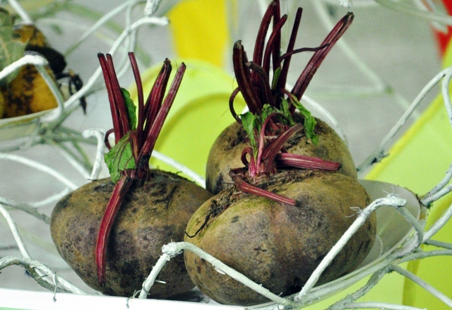 Trái cây khổng lồ hội tụ ở Sài Gòn - 17