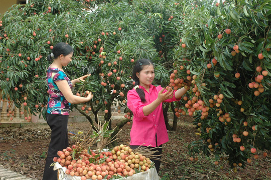 Vải thiều vẫn quá phụ thuộc Trung Quốc - 1