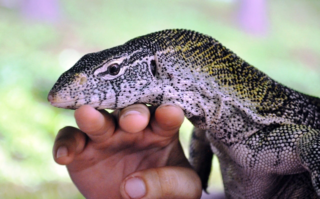 Tận thấy rồng Nam Mỹ, kỳ đà sông Nile trên đất Sài Gòn - 2