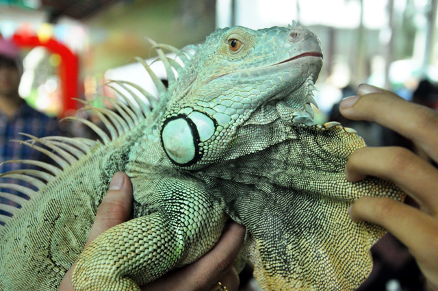 Tận thấy rồng Nam Mỹ, kỳ đà sông Nile trên đất Sài Gòn - 4