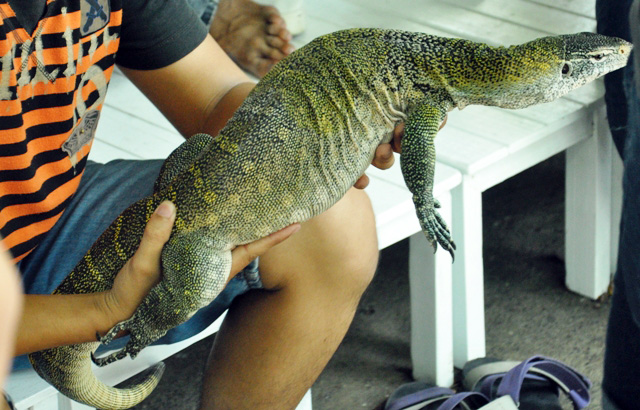 Tận thấy rồng Nam Mỹ, kỳ đà sông Nile trên đất Sài Gòn - 6