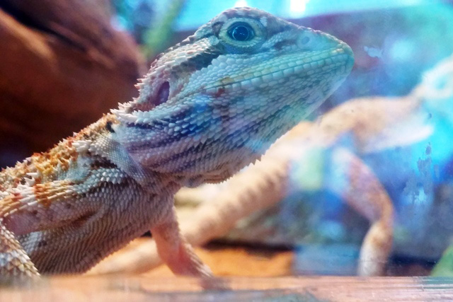 Tận thấy rồng Nam Mỹ, kỳ đà sông Nile trên đất Sài Gòn - 11