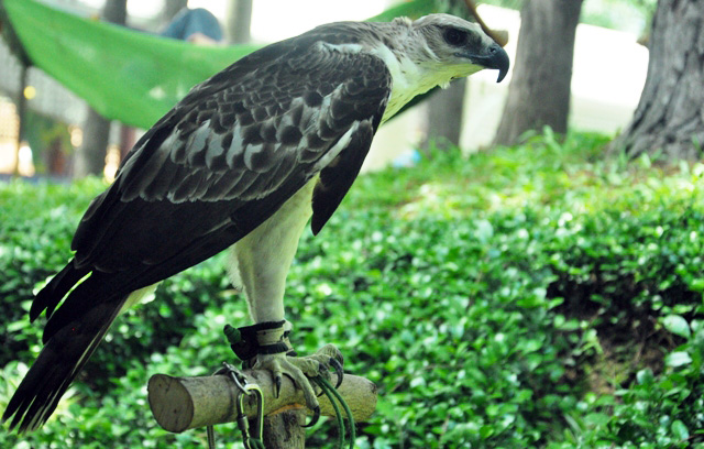 Tận thấy rồng Nam Mỹ, kỳ đà sông Nile trên đất Sài Gòn - 13