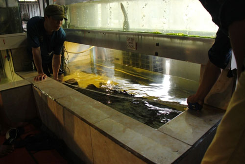 Cá mú nghệ siêu khủng, dài 1m6 bơi lượn ở Sài Gòn - 1