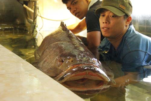 Cá mú nghệ siêu khủng, dài 1m6 bơi lượn ở Sài Gòn - 4