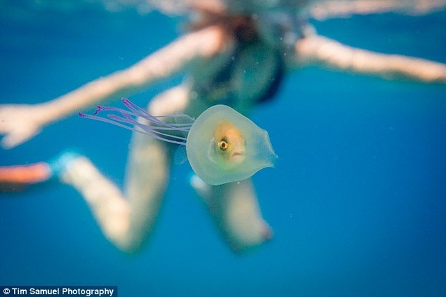 Cá chui vào trong mình sứa để đi nhờ - 1