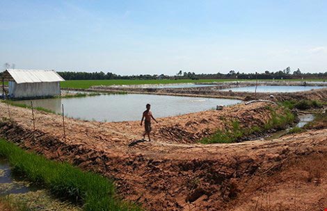 Phù phép biến cá trê trắng thành cá trê vàng - 2