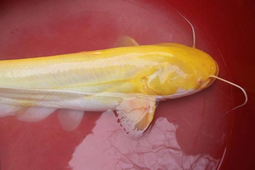 Phù phép biến cá trê trắng thành cá trê vàng - 4