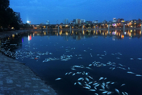 Trắng đêm vớt cá, sục oxy làm sạch hồ Hoàng Cầu - 1