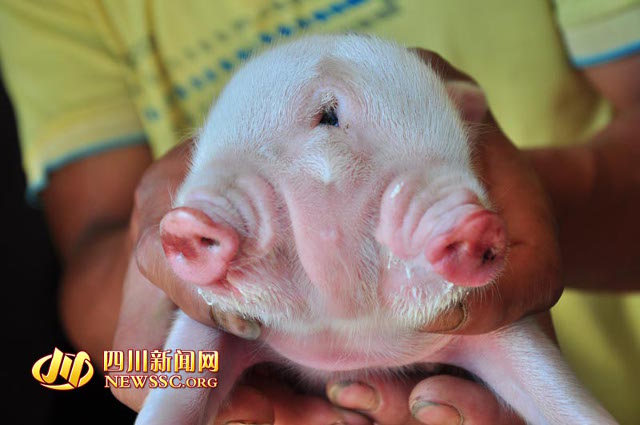 Lợn hai đầu ba mắt chào đời ở TQ - 1